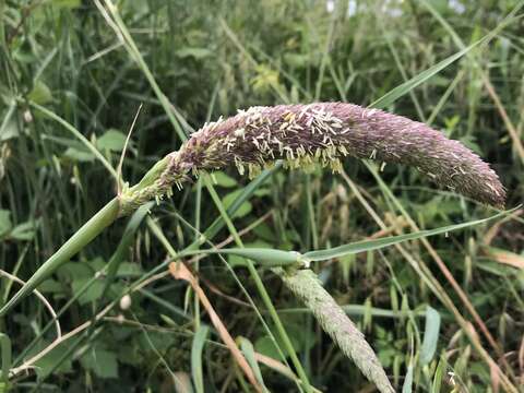 Plancia ëd Phalaris coerulescens Desf.