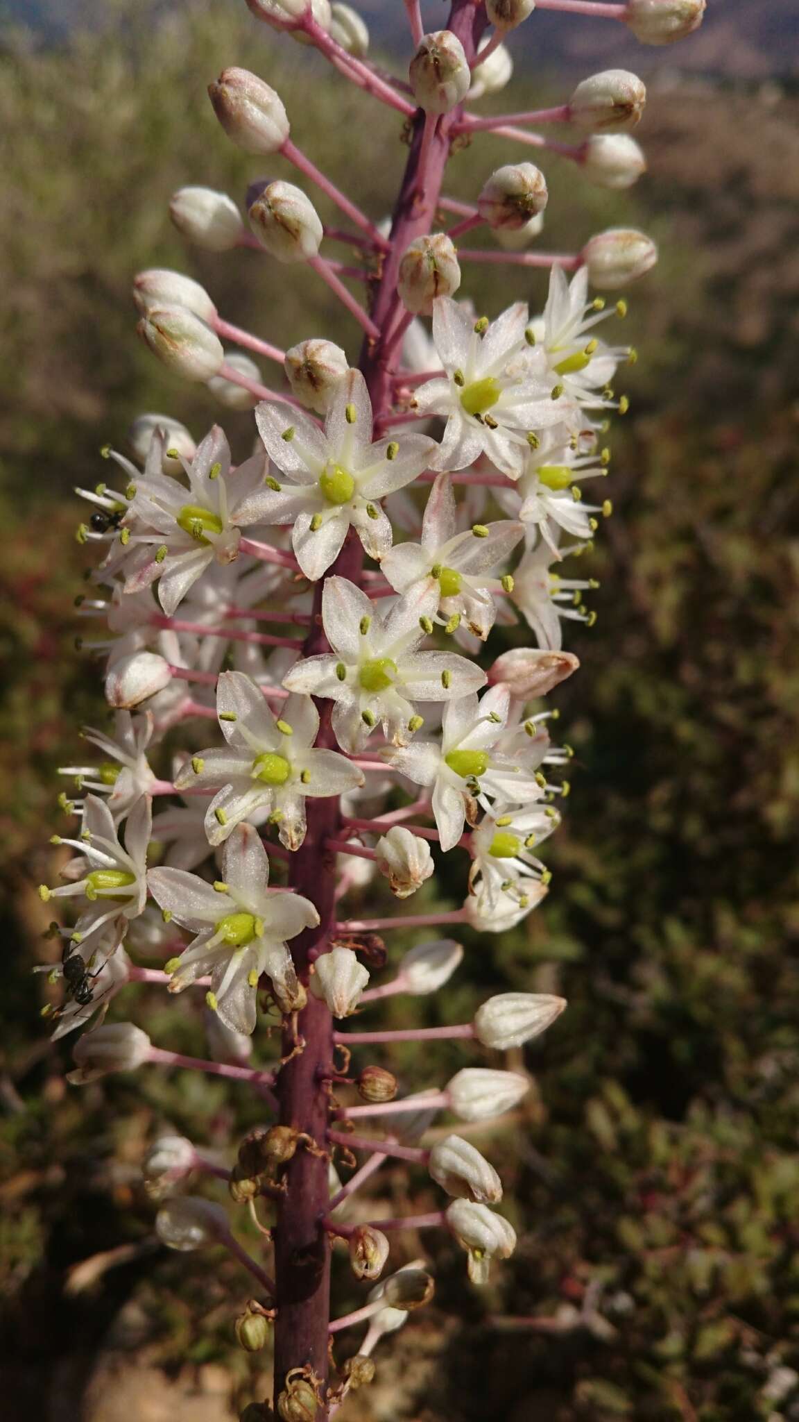 Image of Drimia numidica (Jord. & Fourr.) J. C. Manning & Goldblatt