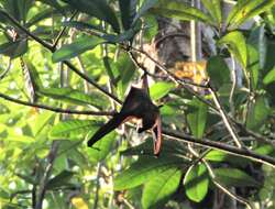 Image of Rennell Flying Fox