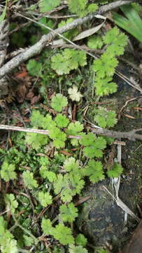 Imagem de Hydrocotyle dissecta Hook. fil.