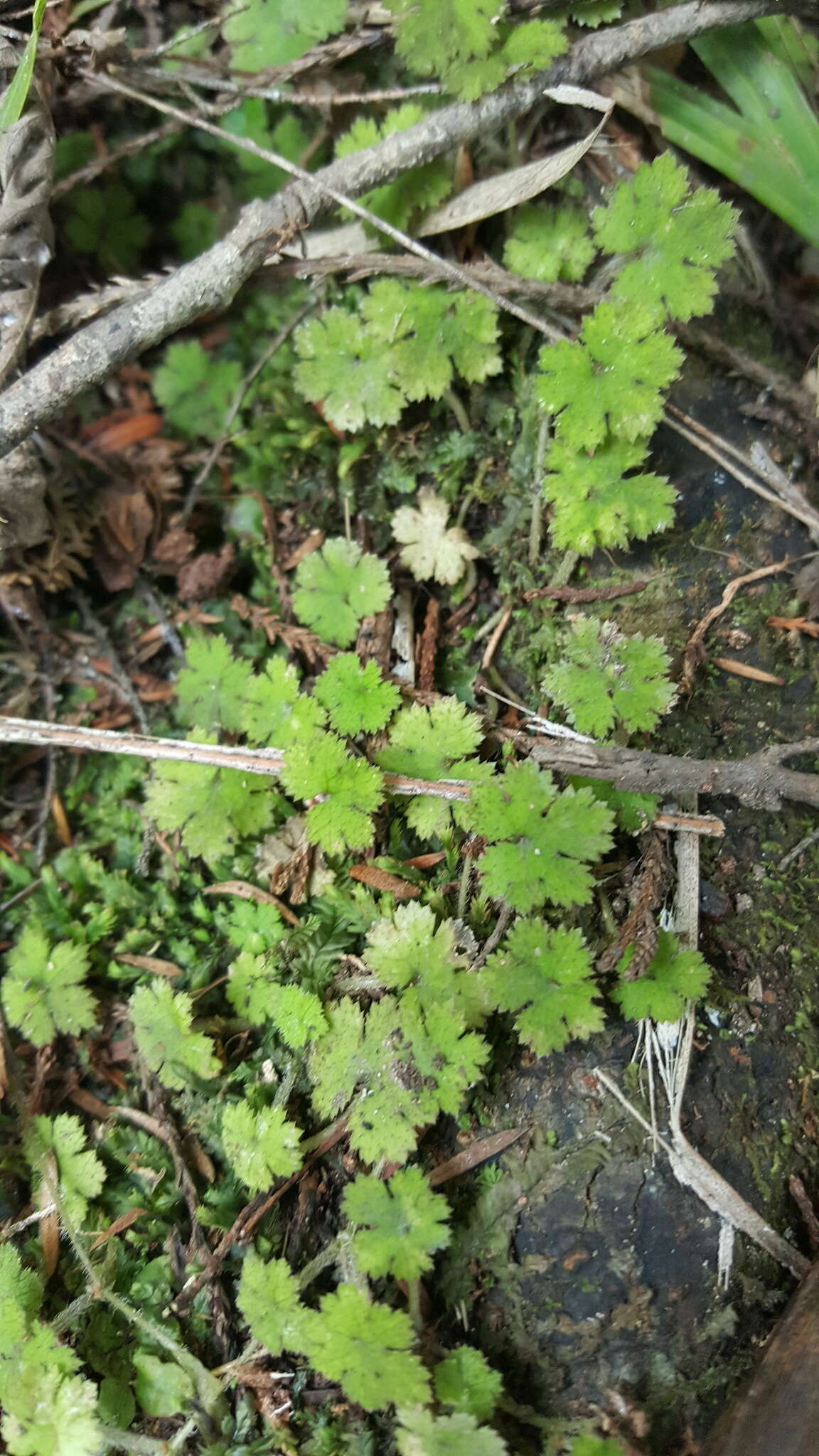 Image of Hydrocotyle dissecta Hook. fil.