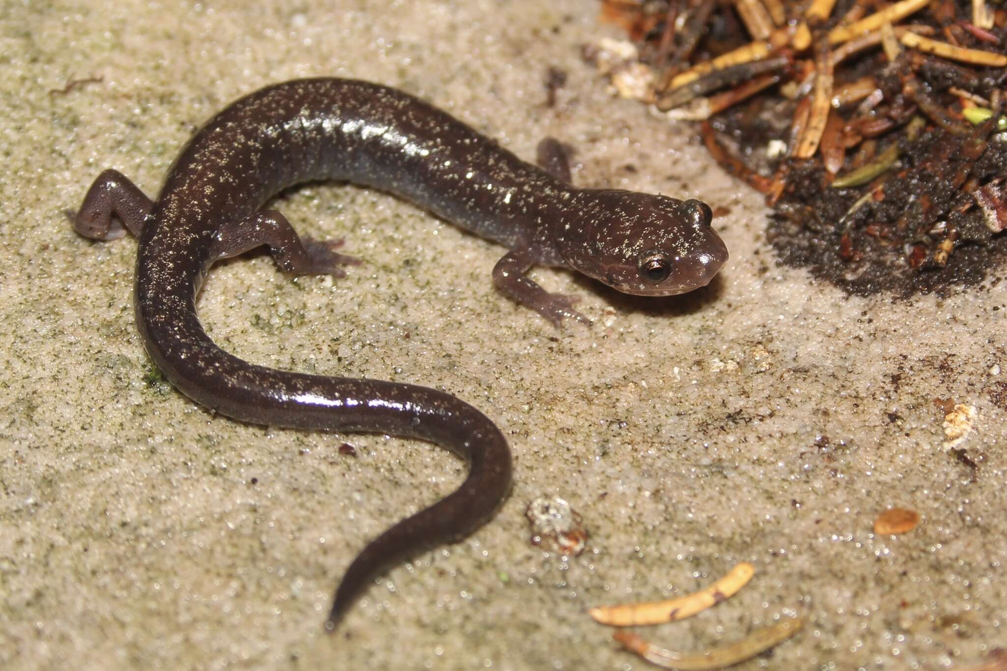 Image of Cheat Mountain salamander