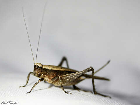 صورة Eneoptera nigripedis Robillard 2005