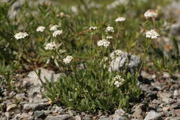 Слика од Achillea erba-rotta subsp. erba-rotta