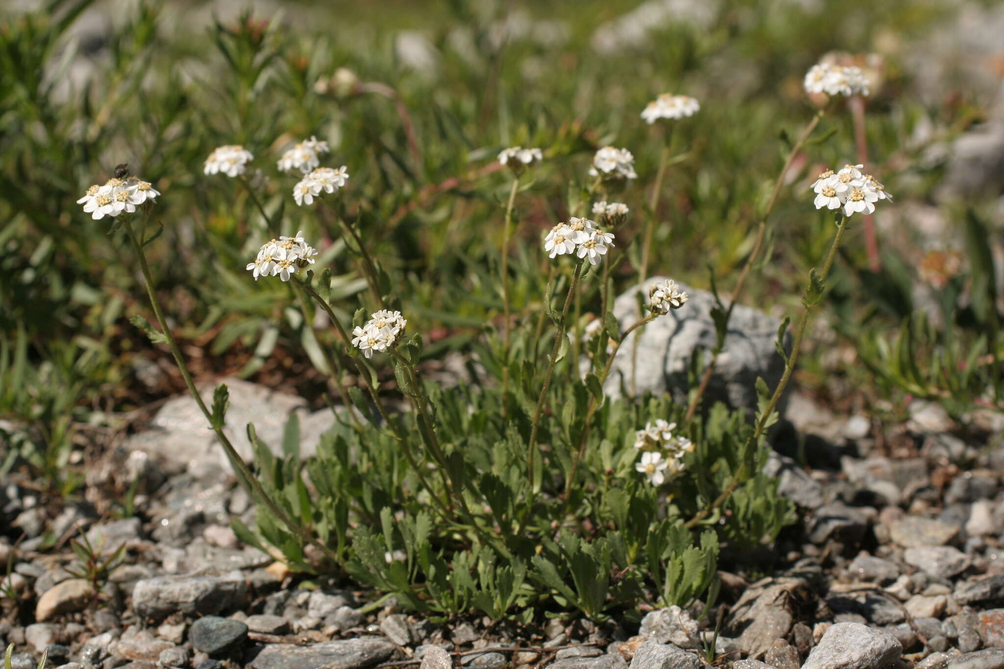 Achillea erba-rotta subsp. erba-rotta resmi