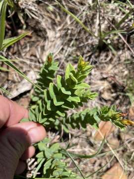 Imagem de Hypericum aethiopicum Thunb.