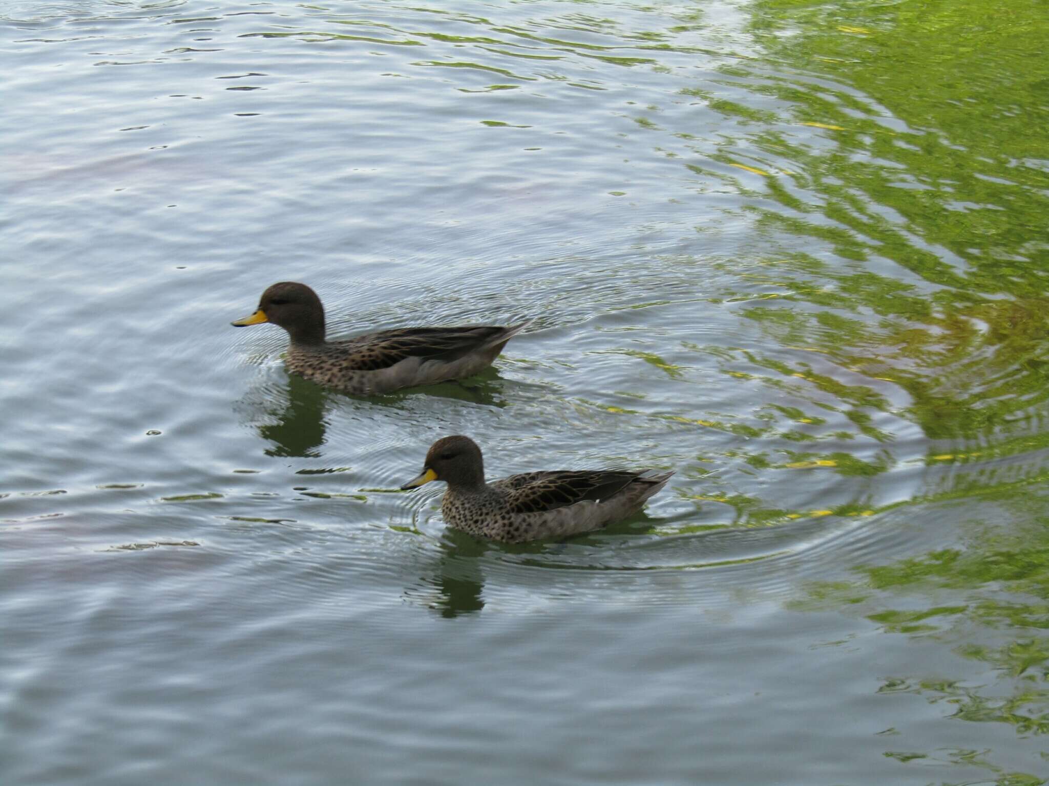 Image of Yellow-billed Teal