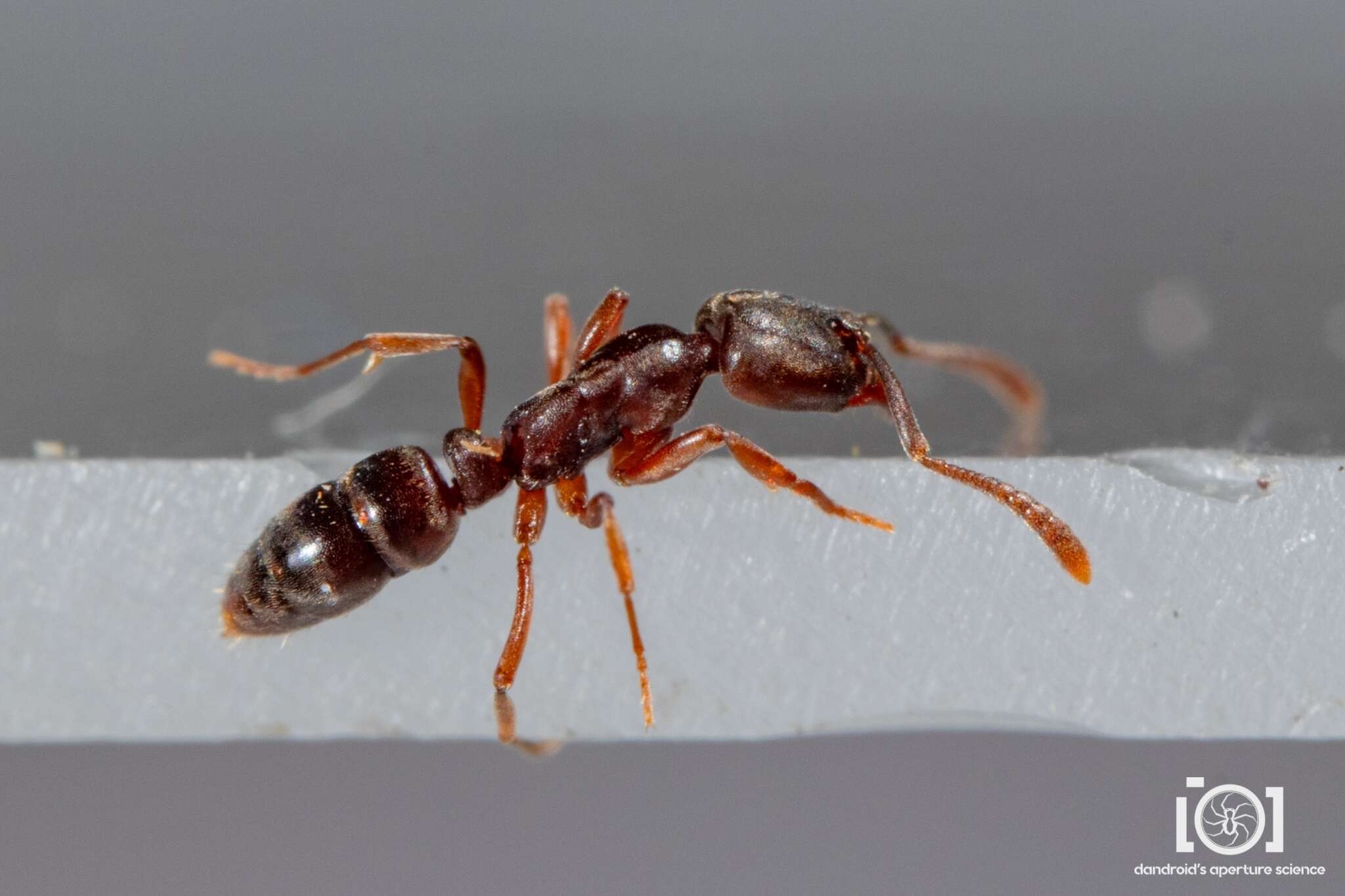 Image of Ant