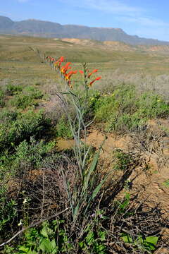 Imagem de Gladiolus saccatus (Klatt) Goldblatt & M. P. de Vos