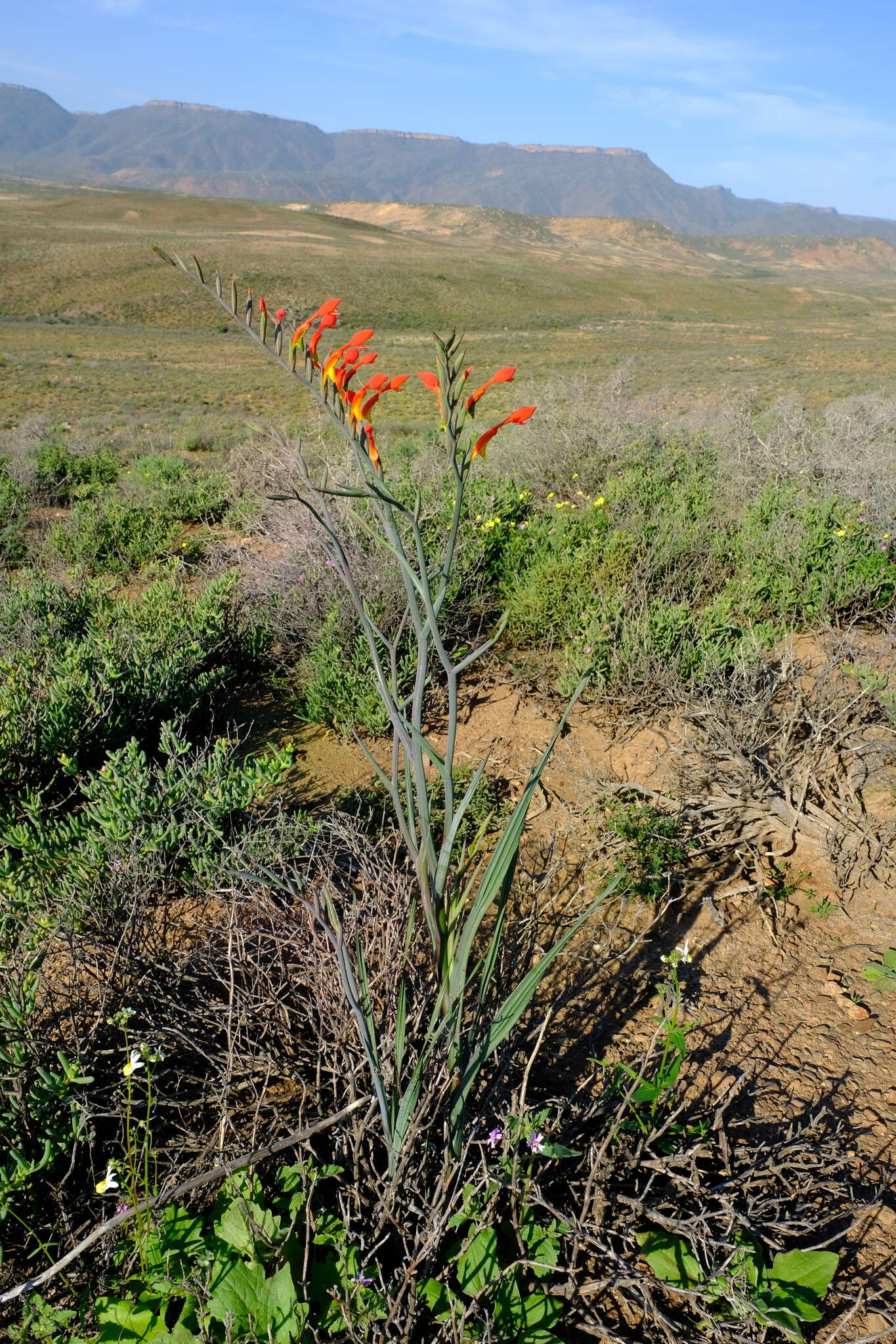 Gladiolus saccatus (Klatt) Goldblatt & M. P. de Vos的圖片