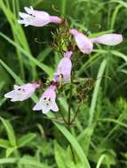 Image of longsepal beardtongue