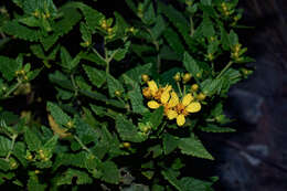 Image of Calea clematidea Baker