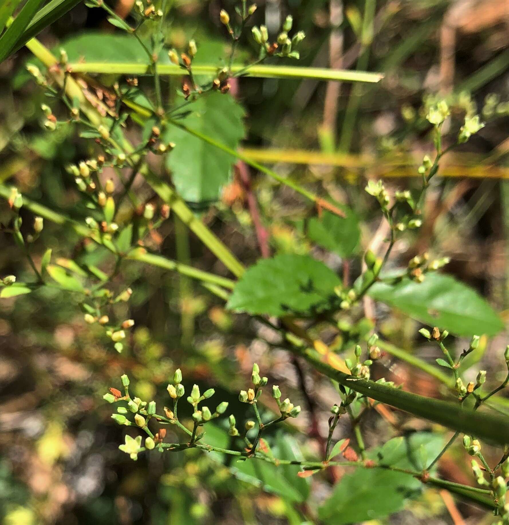 Image of Baldwin's nailwort