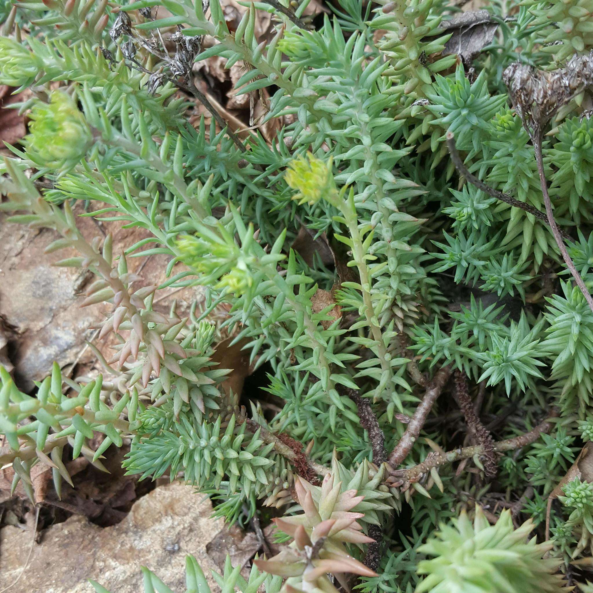 Image of Petrosedum montanum (Song. & Perr.) V. Grulich