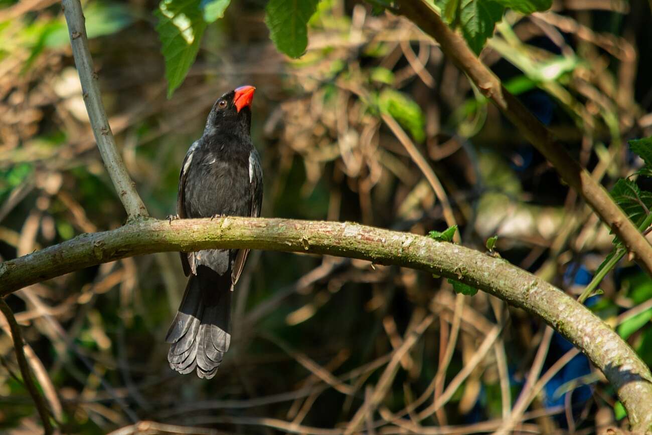 Image of Black-throated Grosbeak