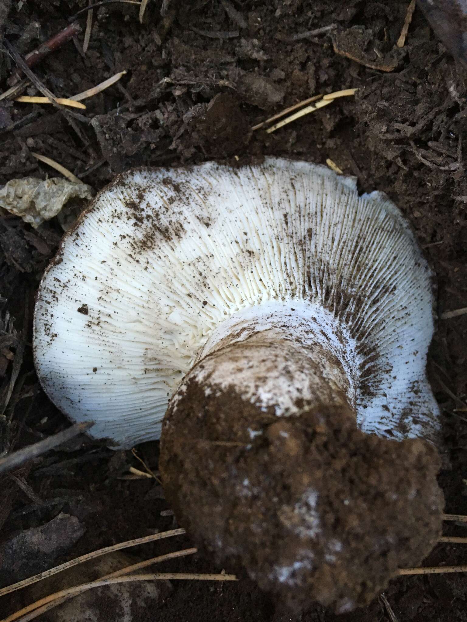 Image of Russula albonigra (Krombh.) Fr. 1874