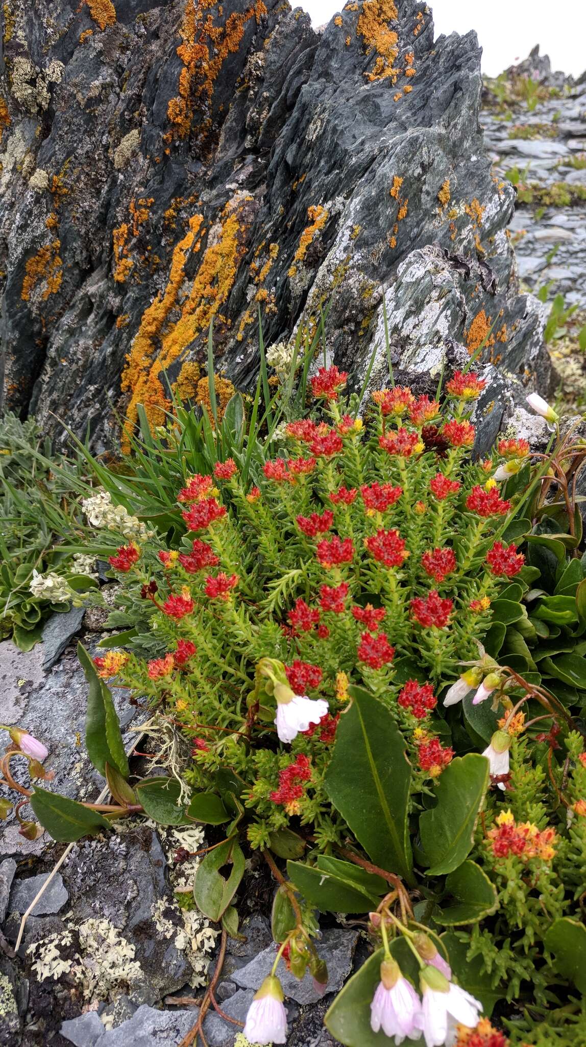 Image of Rhodiola coccinea (Royle) A. Boriss.