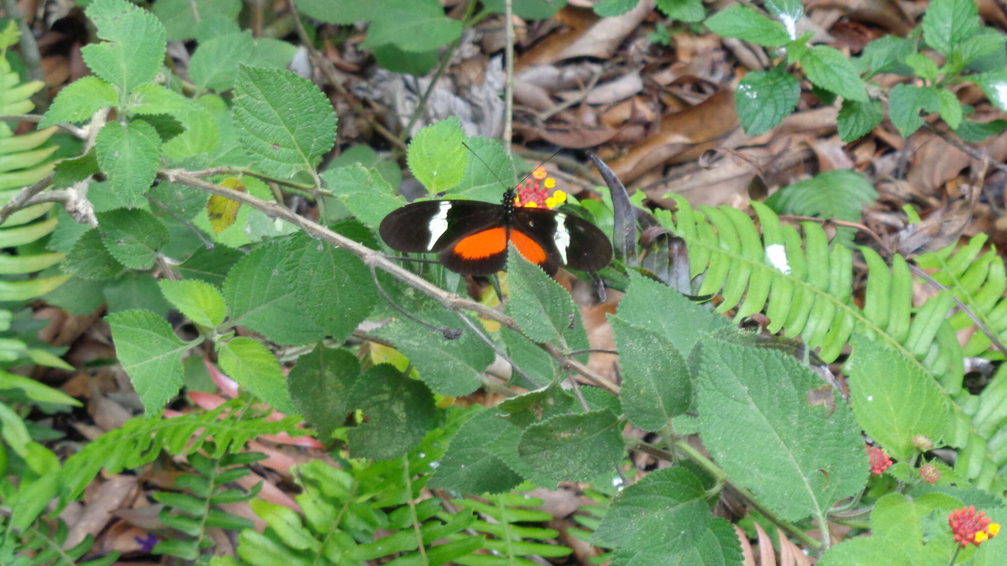 Image of Heliconius clysonymus montanus Salvin 1871