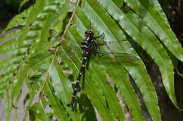 Image of Giant bush dragonflies