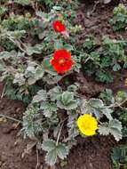 Image of Potentilla argyrophylla Wall.