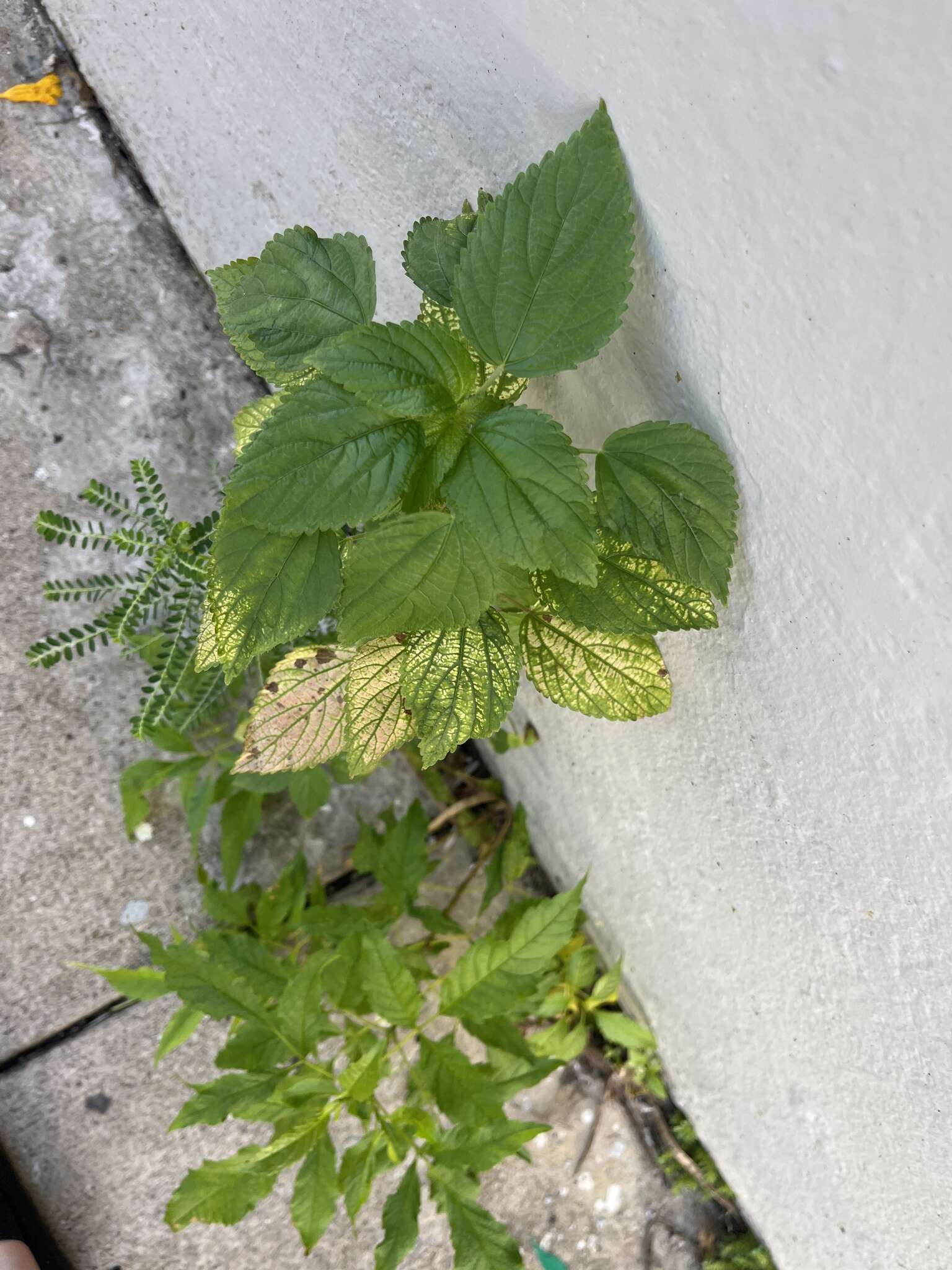 Image de Acalypha poiretii Spreng.