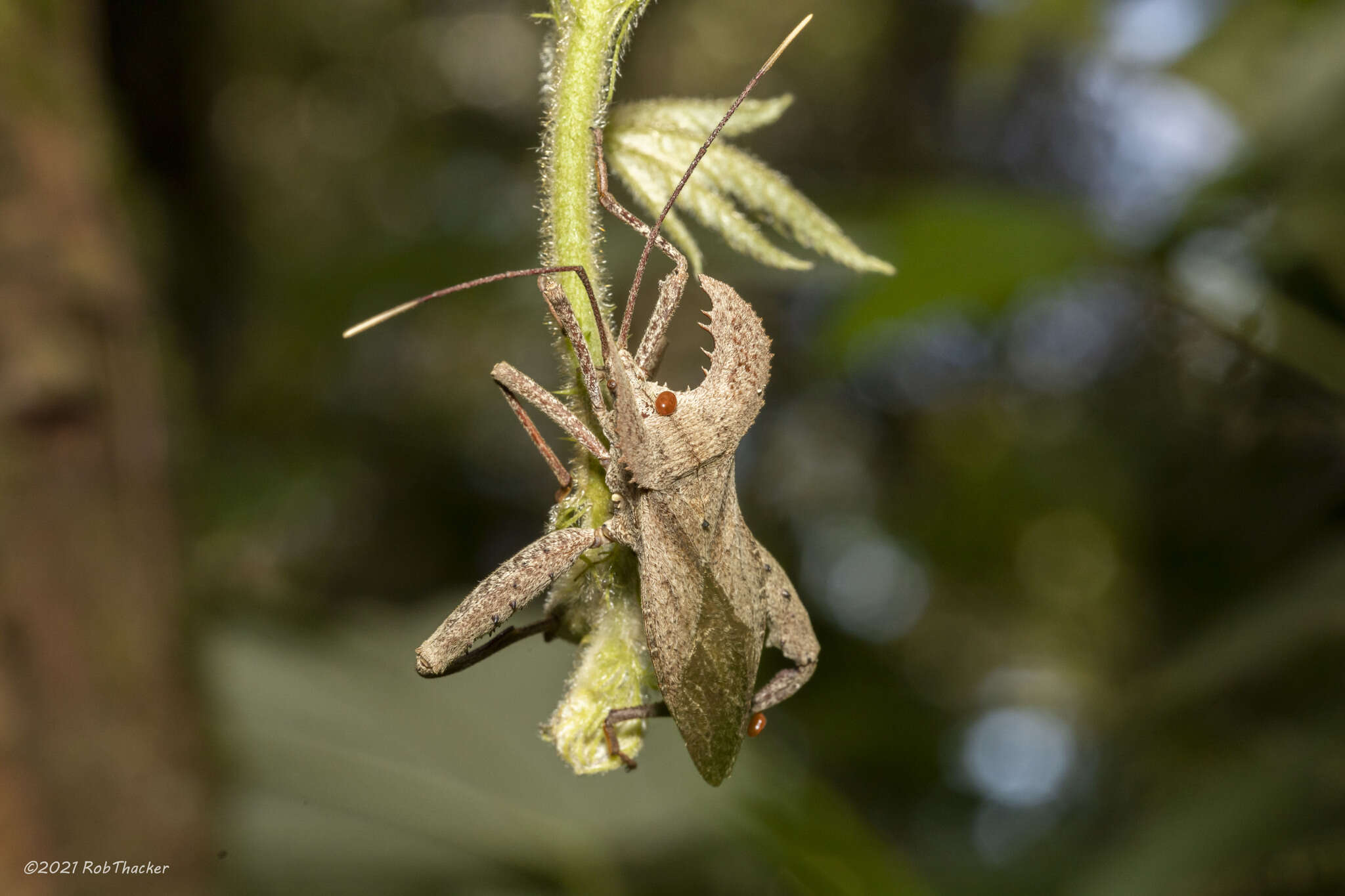 Image of Molipteryx hardwickii (White 1839)