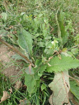 Image of Verbascum pyramidatum Bieb.