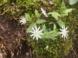 Image of star chickweed