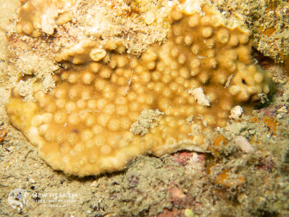 Image of Turbinaria coral