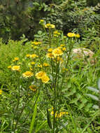 Imagem de Inula linariifolia Turcz.