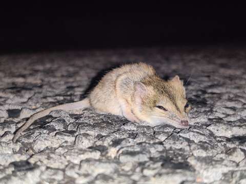 Image of Stripe-faced Dunnart