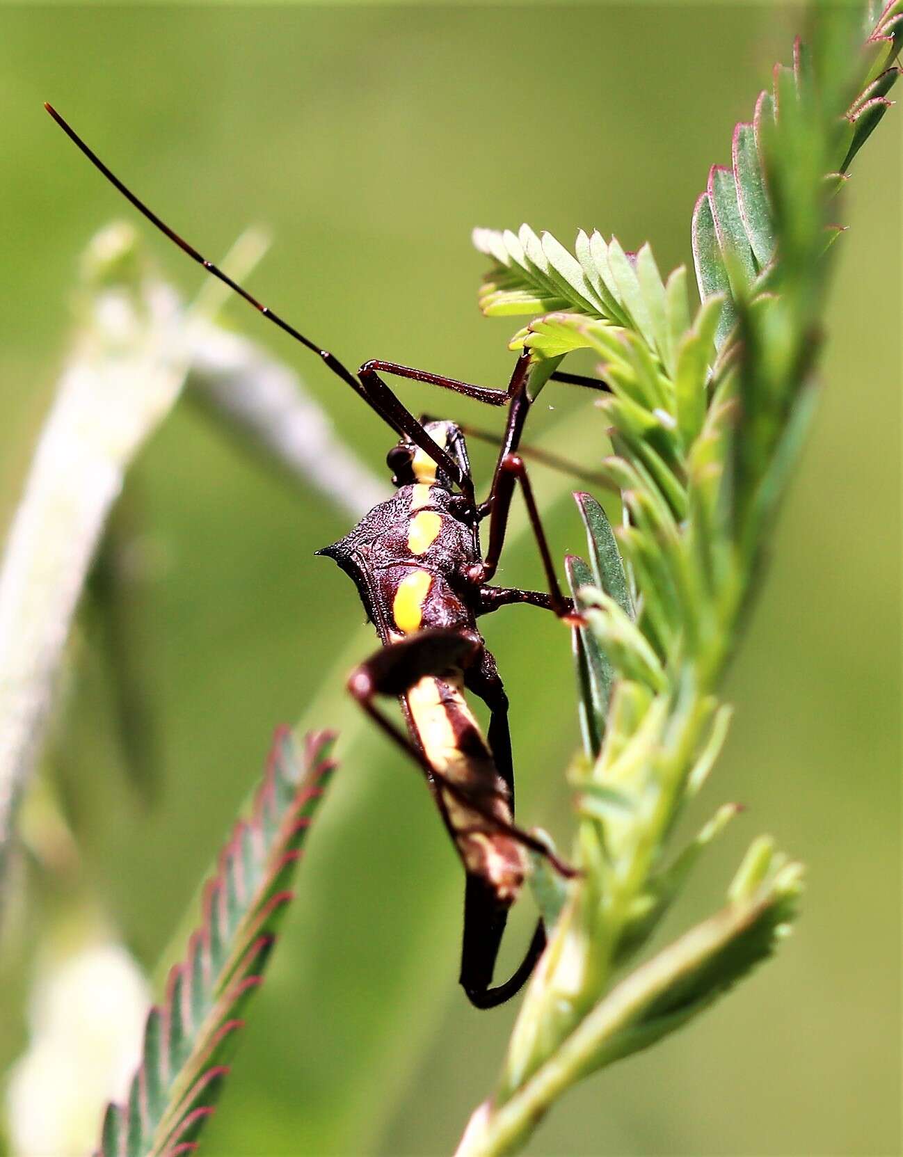 Image of brown bean bug