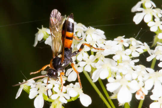 Image of Ichneumon sarcitorius Linnaeus 1758