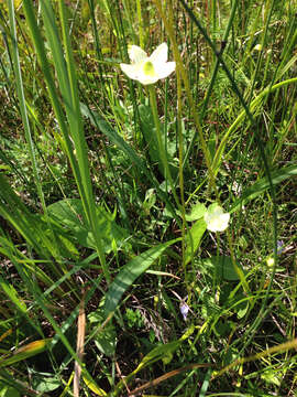 Image of fen grass of Parnassus