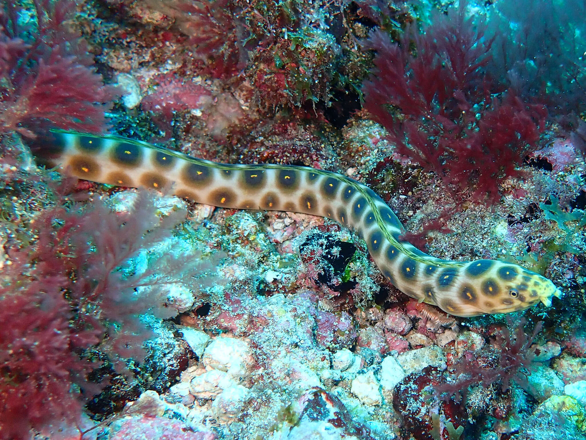 Image of Leopard Eel