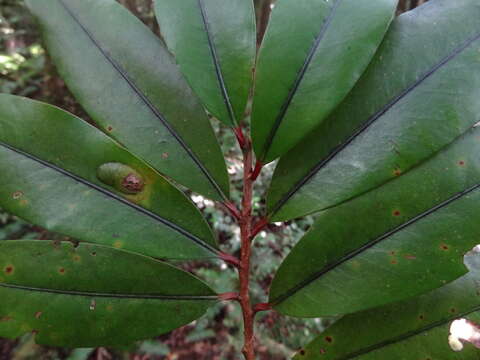 Image of Erythroxylum laurifolium Lam.