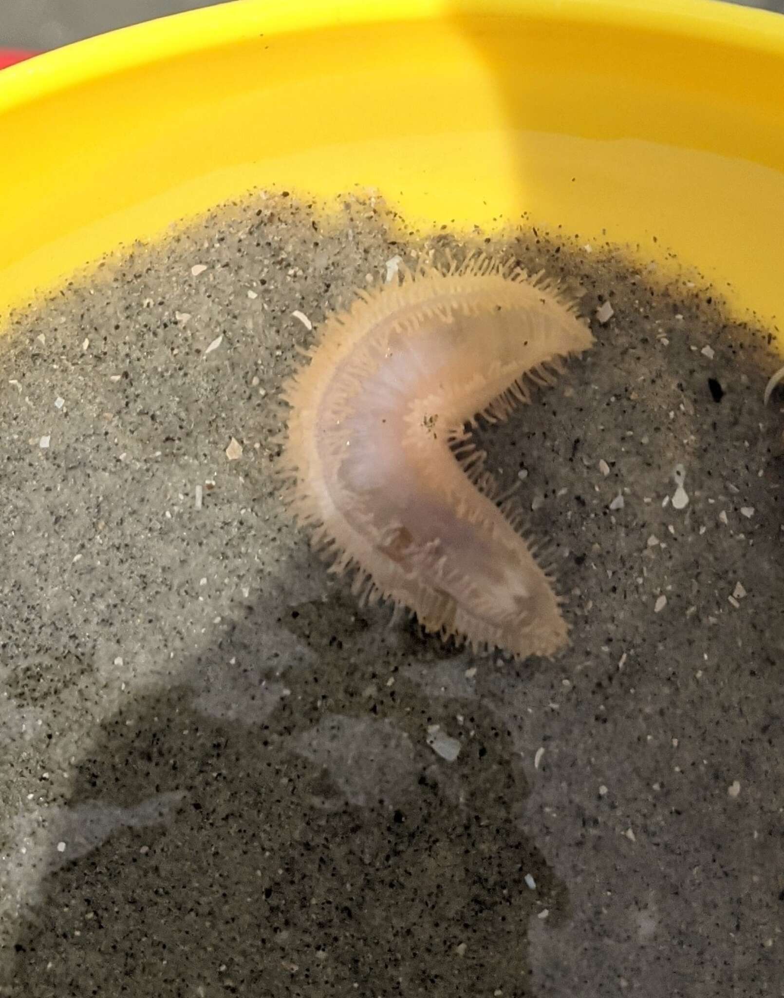 Image of splendid sea cucumber