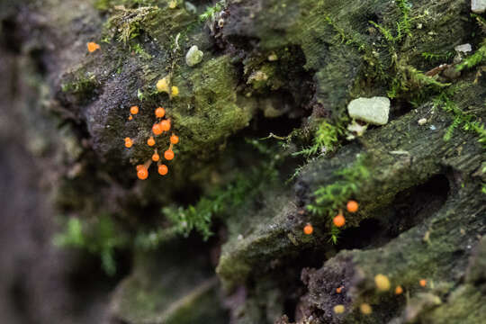 Image of Hemitrichia calyculata