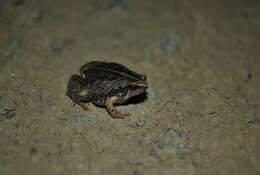 Image of Two-spaded Narrowmouth Toad