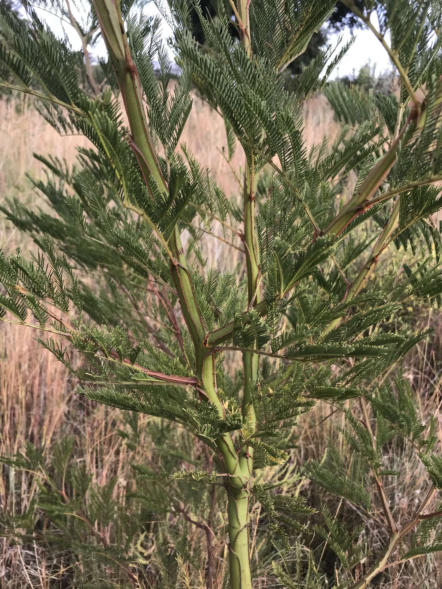 Image of green wattle