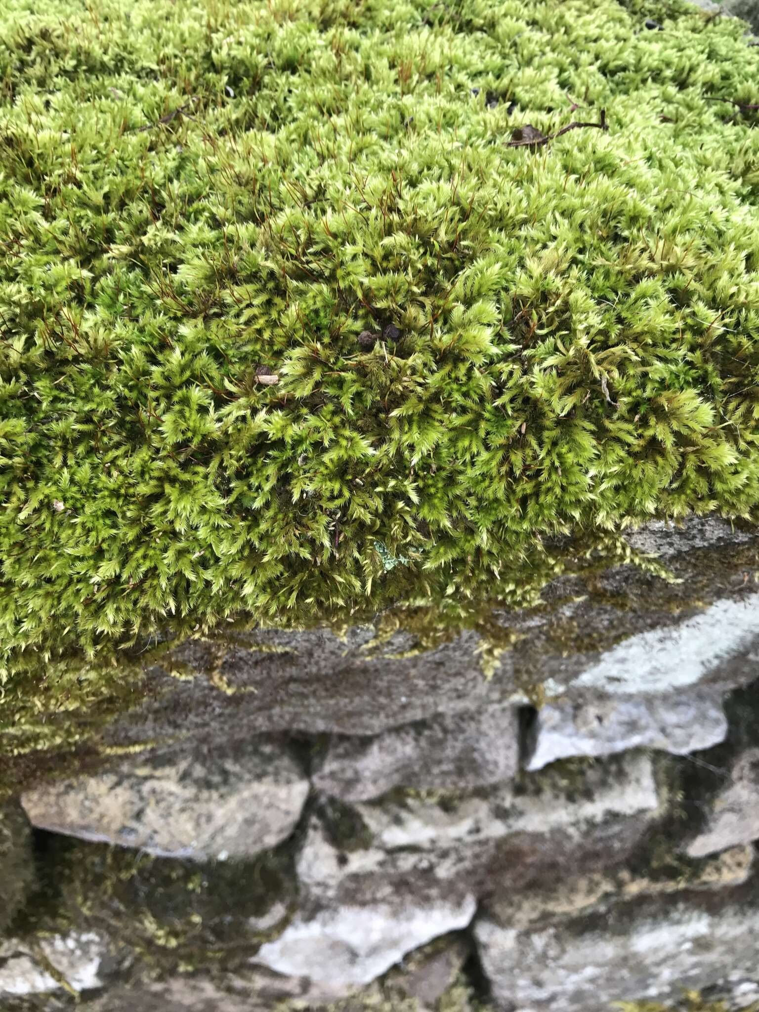 Image of silken homalothecium moss