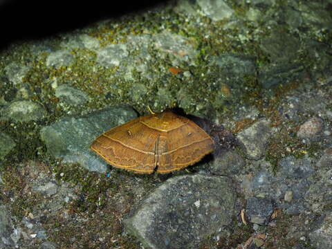 Image of <i>Bertula venata</i>