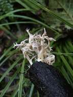 Ramaria pinicola (Burt) Corner 1961 resmi