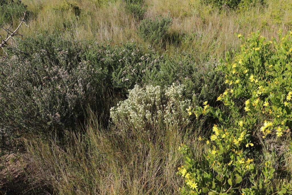 Image of Helichrysum rosum (Berg.) Less.