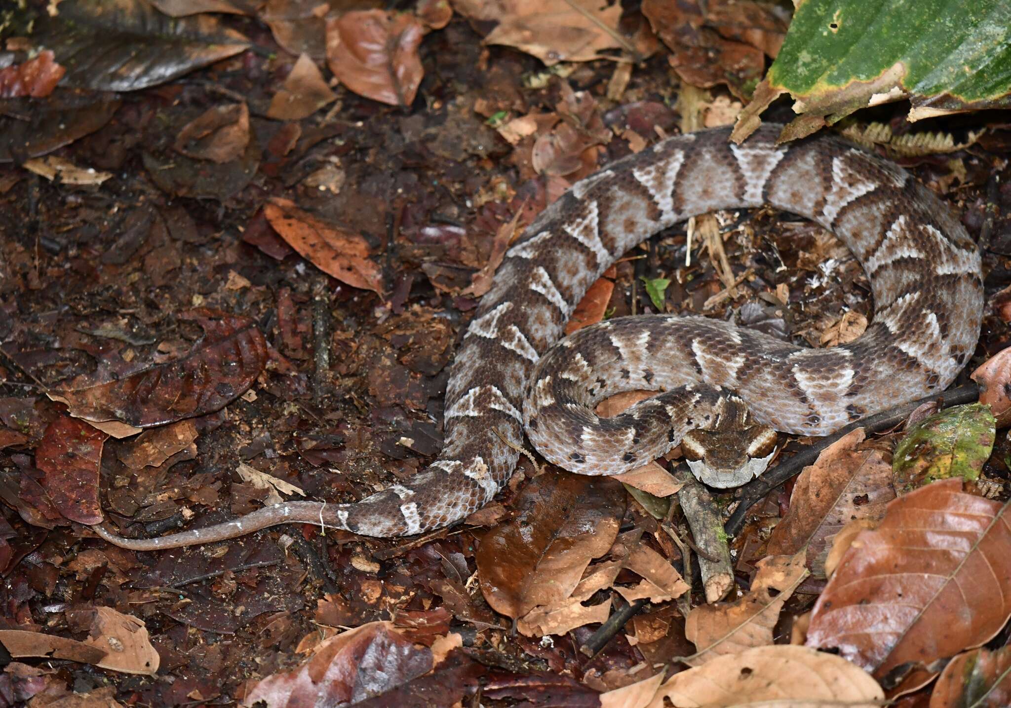 صورة Bothrocophias campbelli (Freire-Lascano 1991)