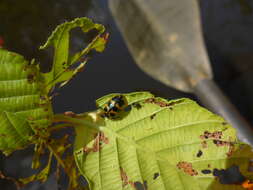 Image of Alder Leaf Beetle
