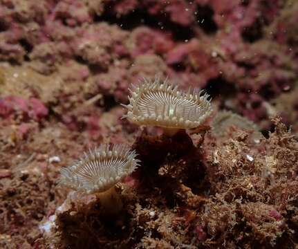 Image of Palythoa heliodiscus (Ryland & Lancaster 2003)