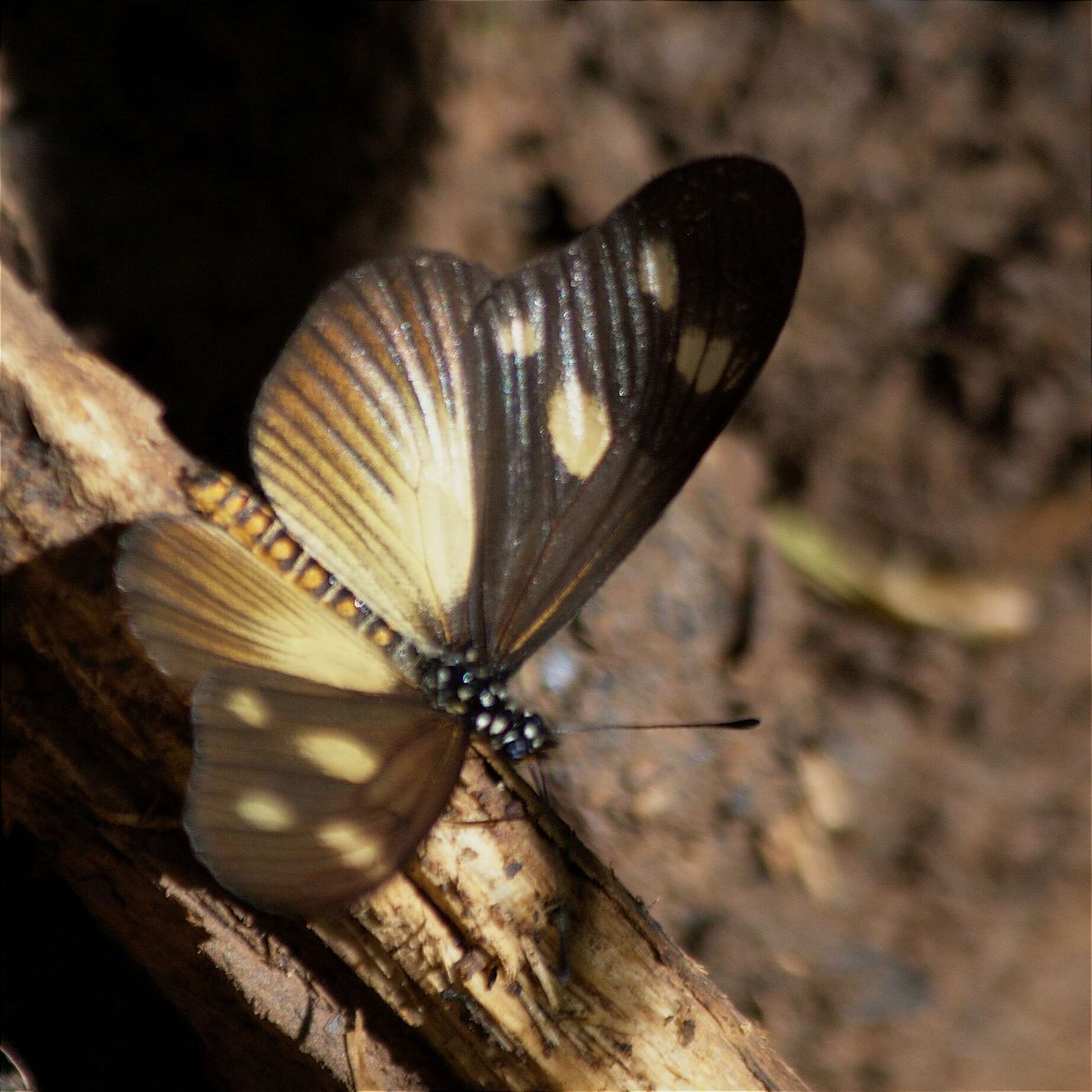 Image of Acraea lycoa Godart 1819