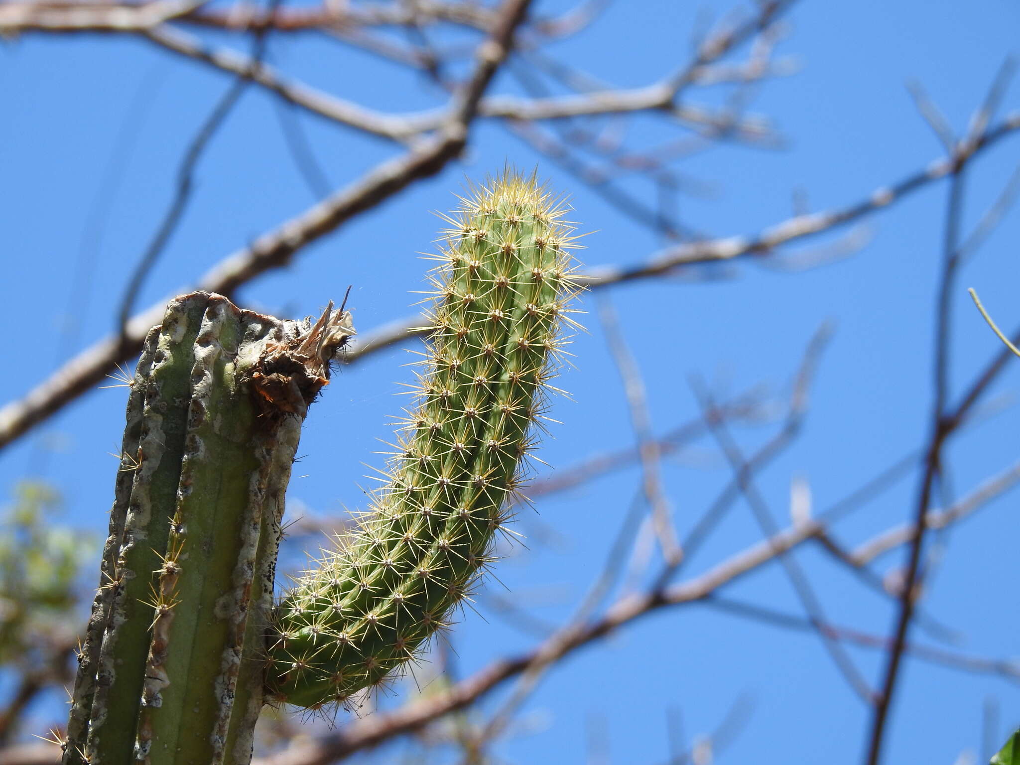 Imagem de Pilosocereus robinii (Lem.) Byles & G. D. Rowley