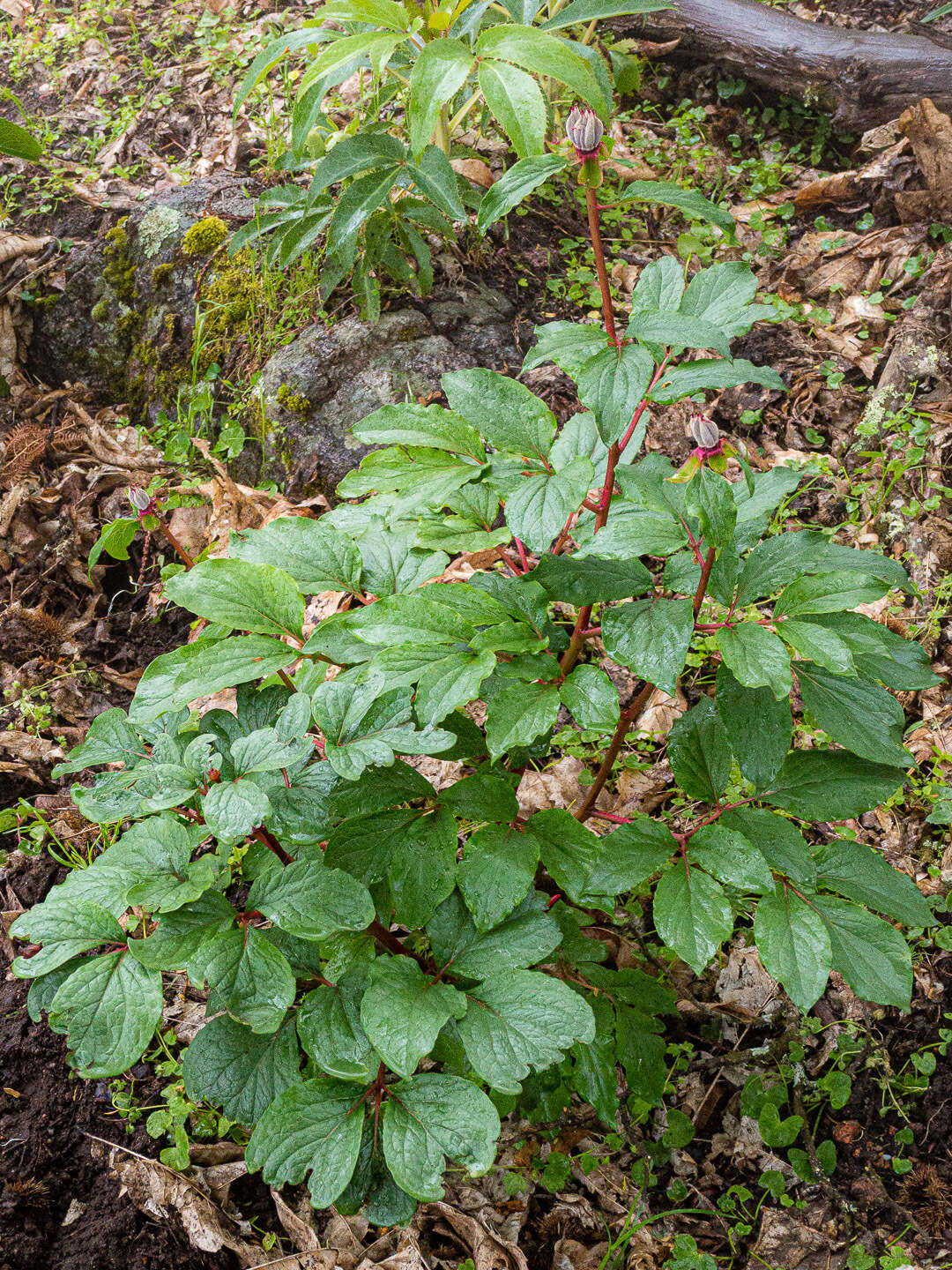 Image of Paeonia coriacea Boiss.